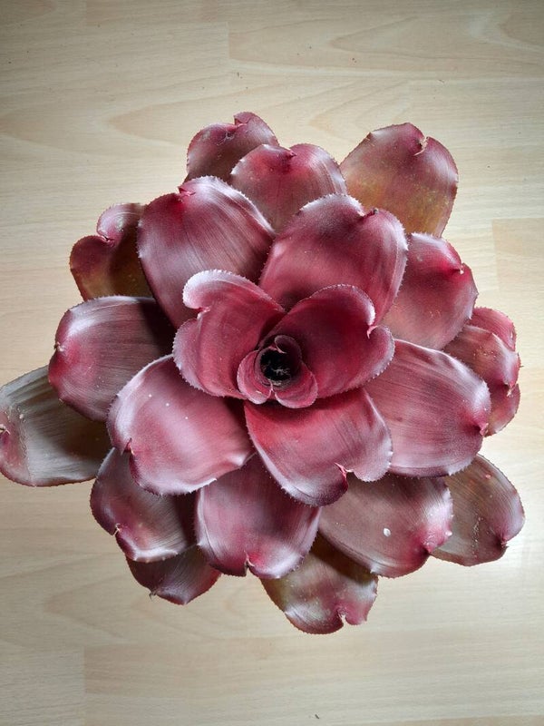 Neoregelia Royal Cordovan Hybrid