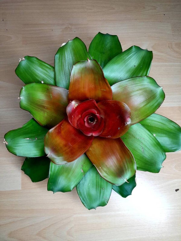 Neoregelia Honor Bright