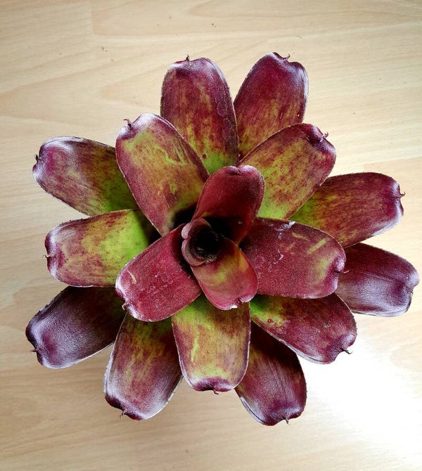 Neoregelia Fireball Hybrid