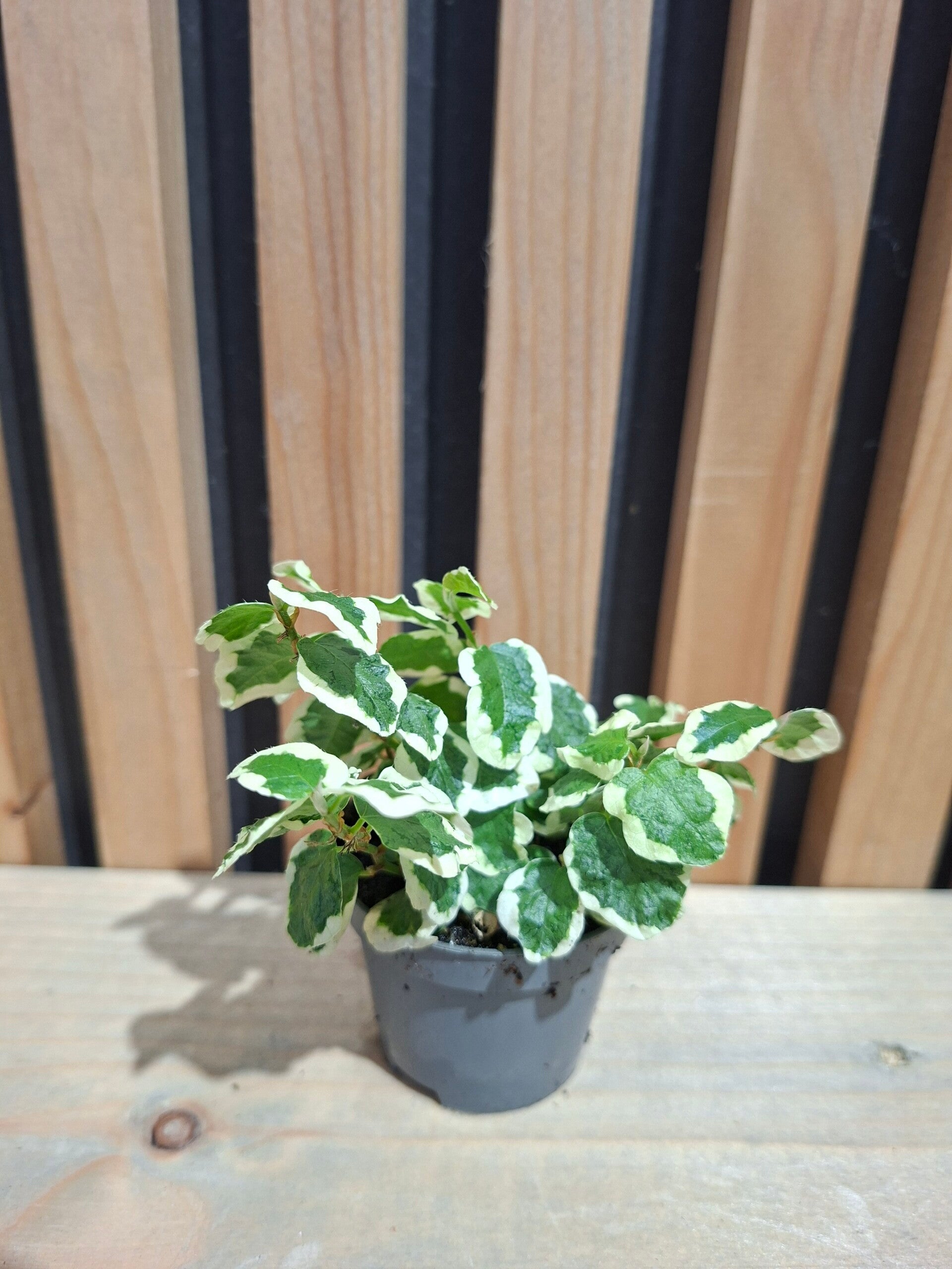 Ficus Pumilia Bellus White