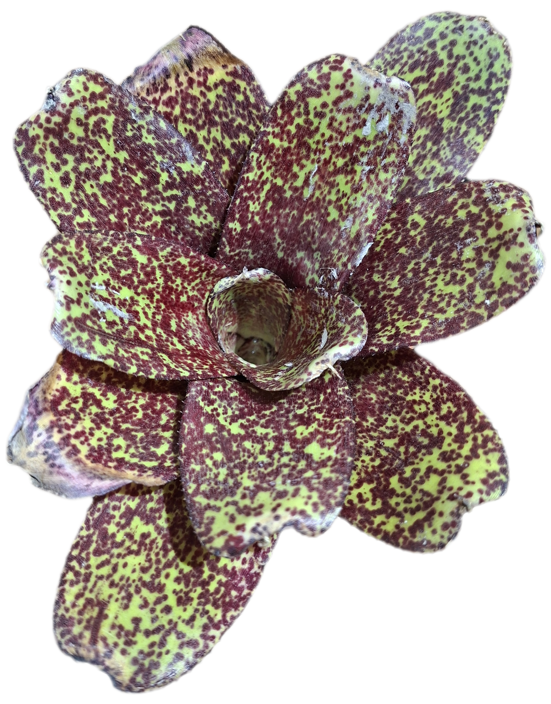 Neoregelia PHITS