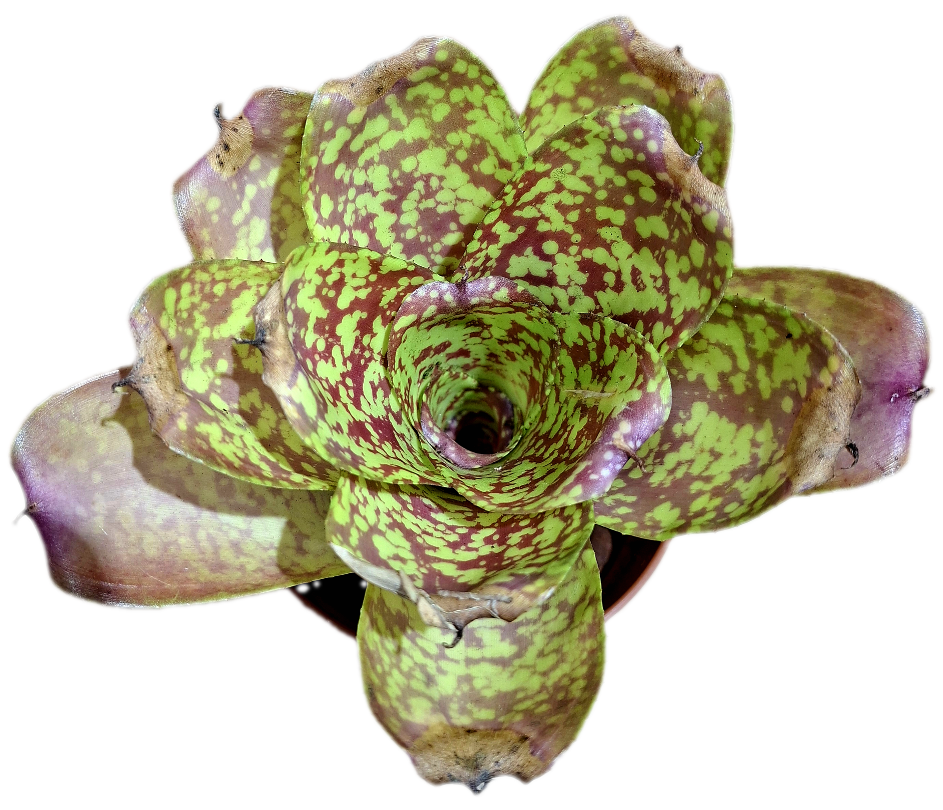 Neoregelia Allan Freeman Hybrid