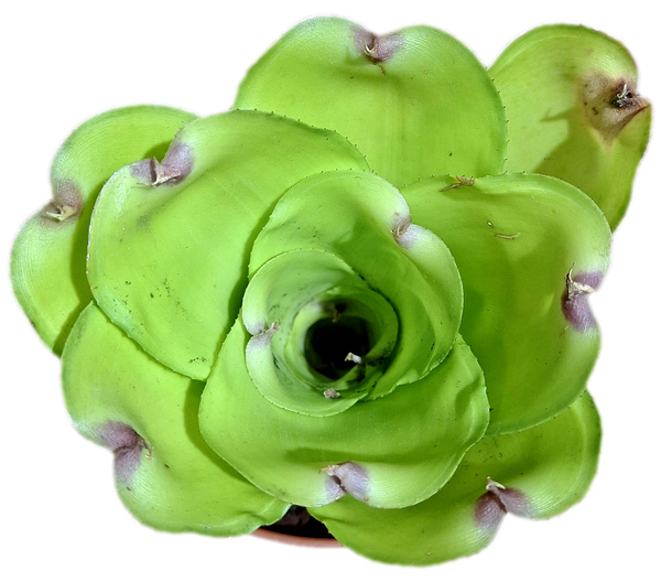 Neoregelia Green Apple