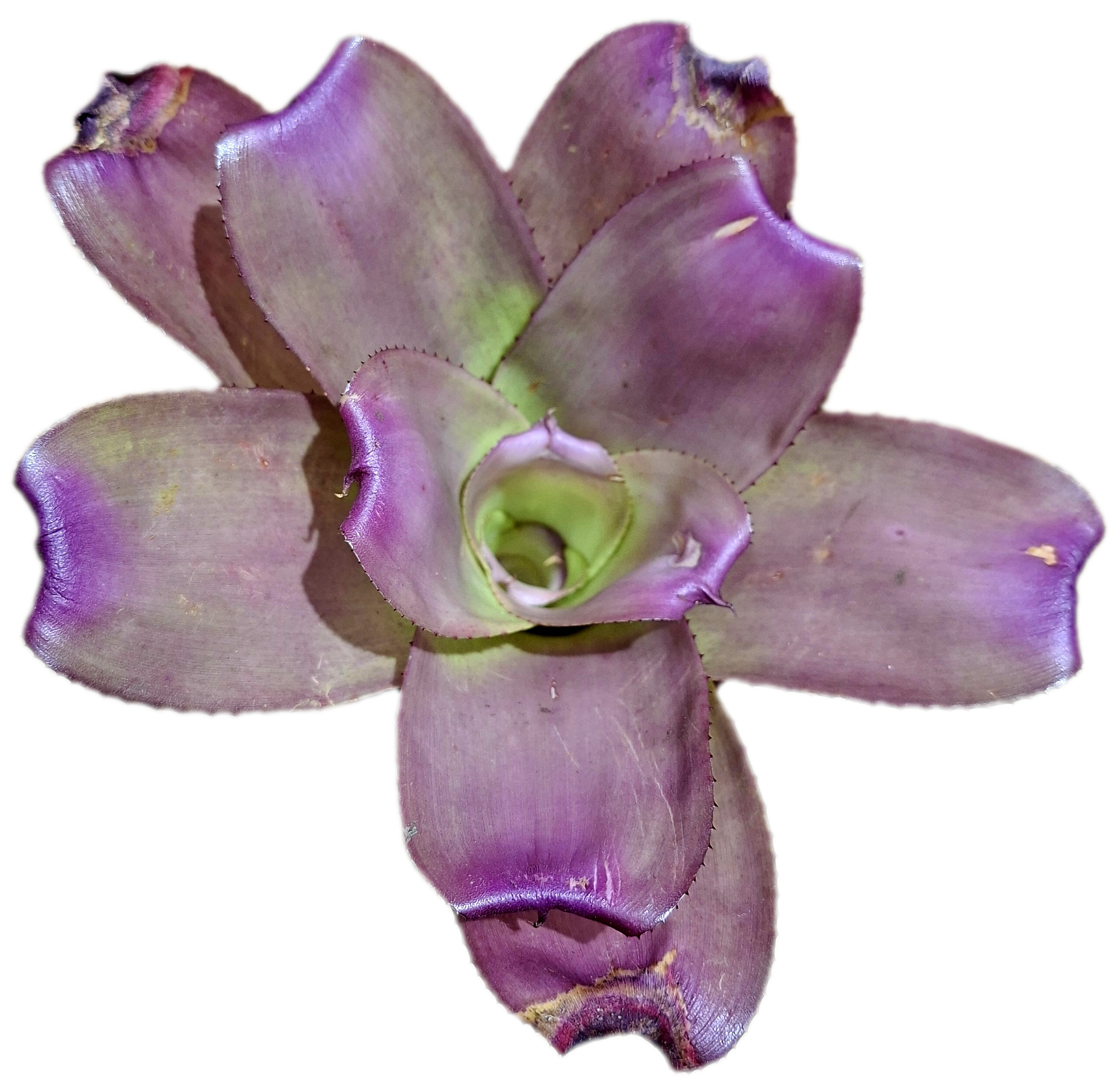 Neoregelia J.S Red #7