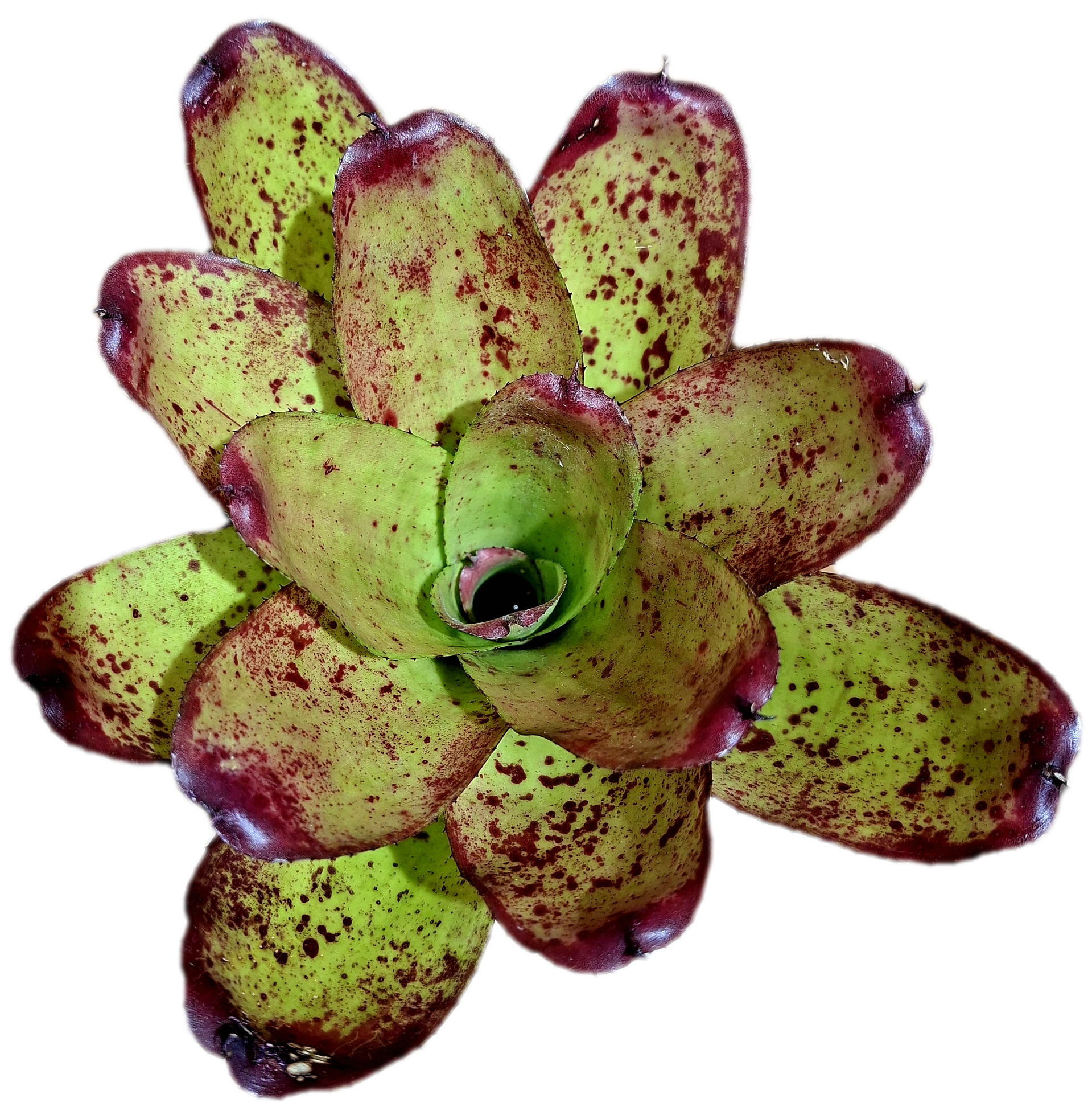 Neoregelia Casoba