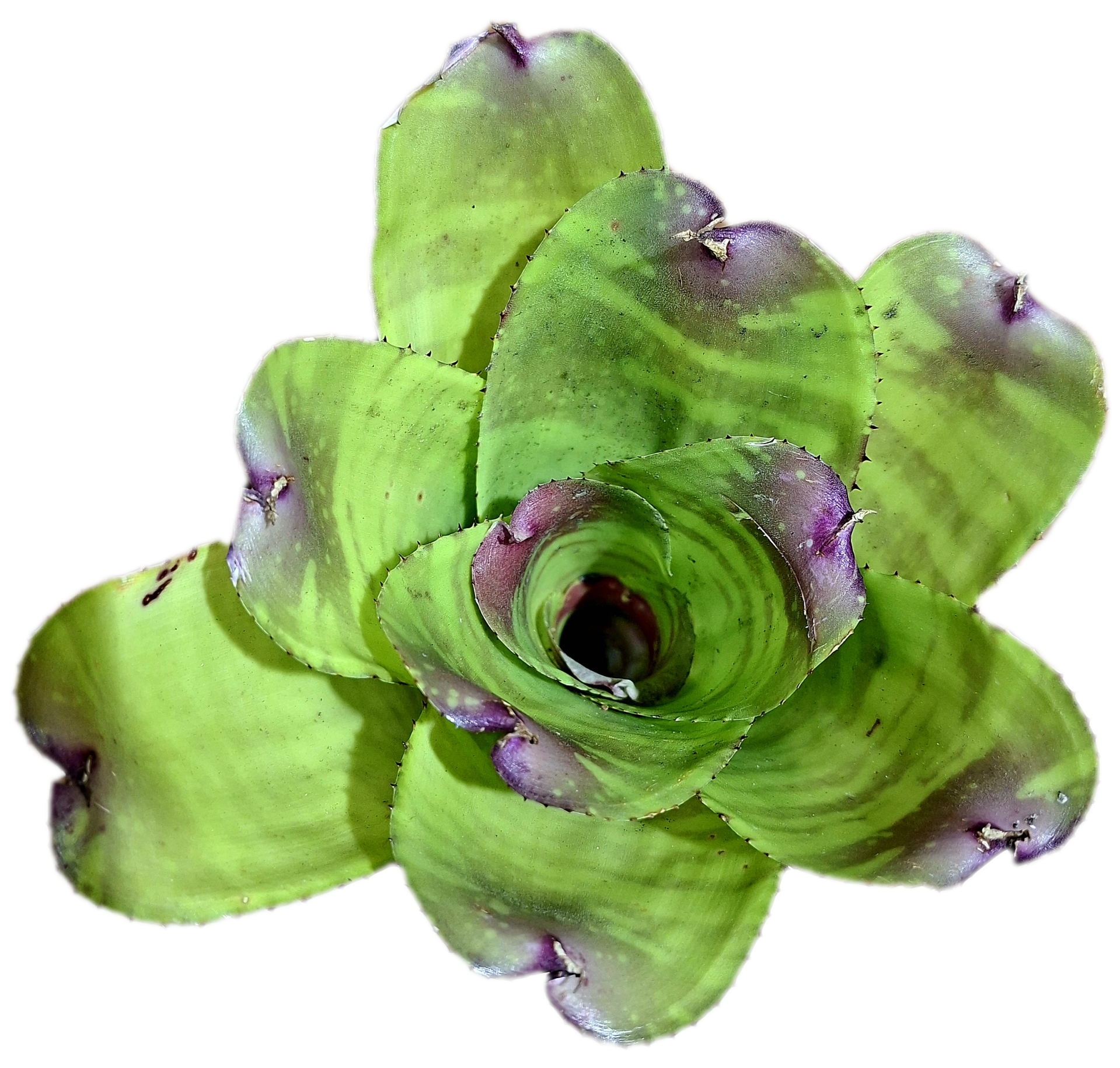 Neoregelia J.S. Tiger Reverse