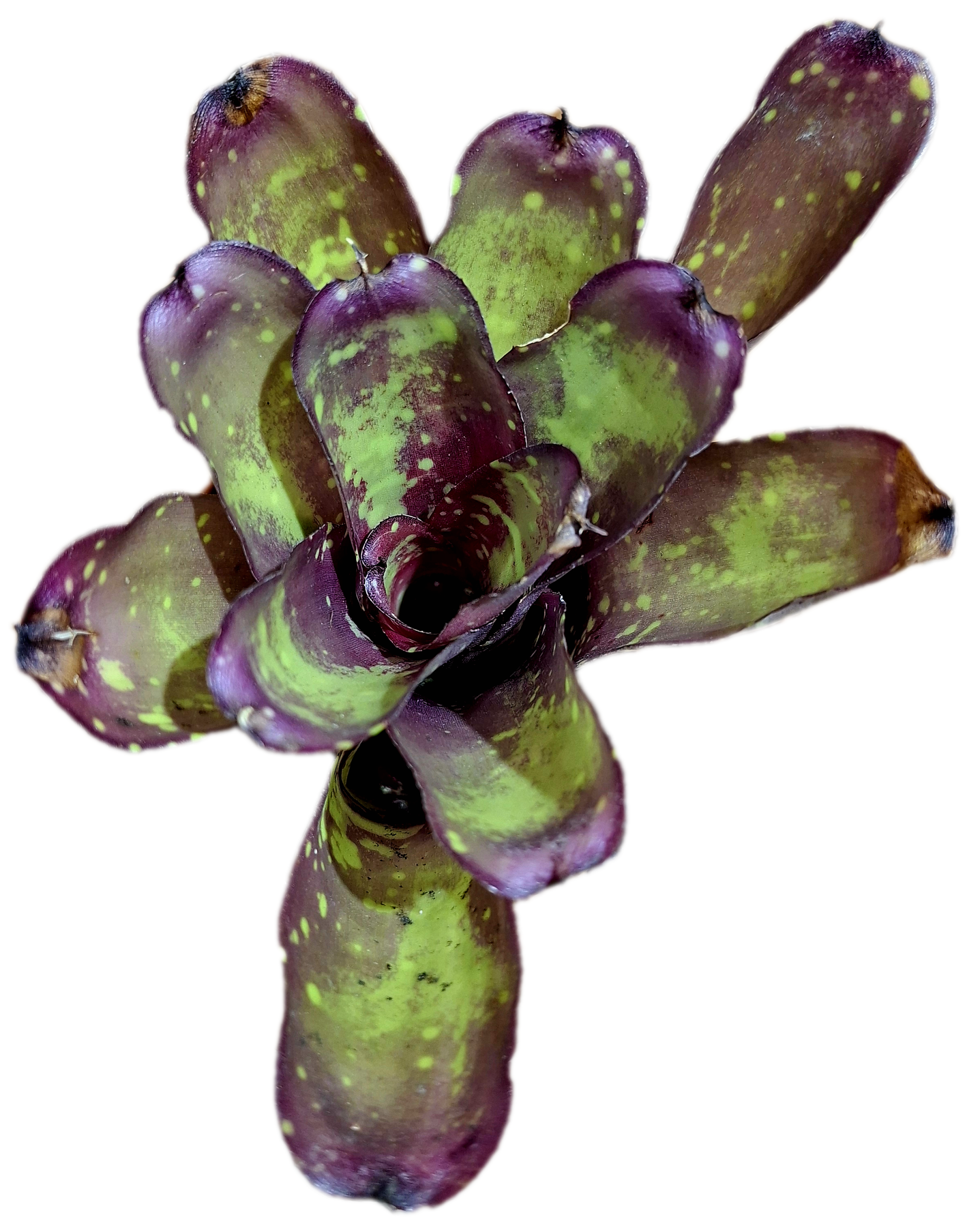 Neoregelia Inca Fire