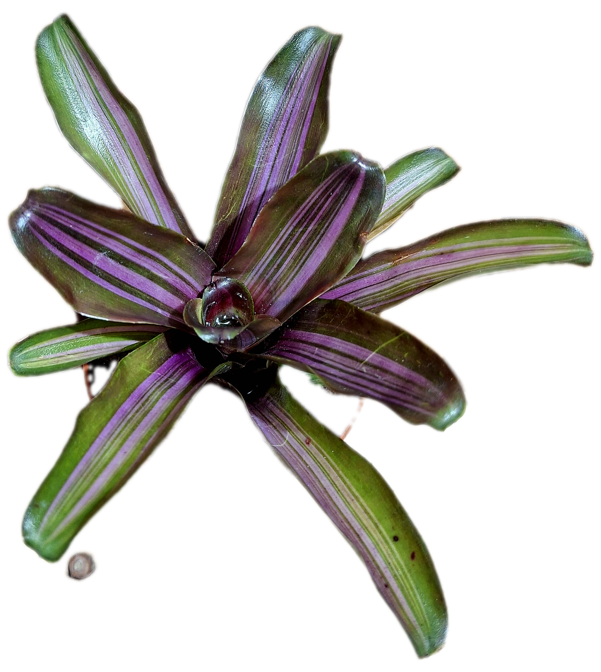 Neoregelia Zoë