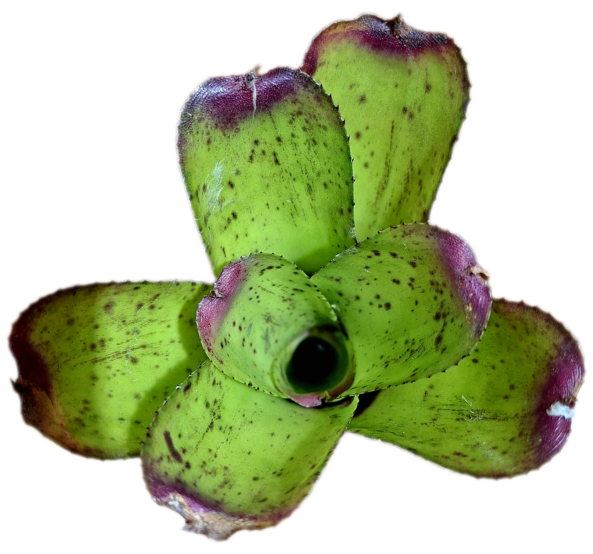 Neoregellia Little Faith