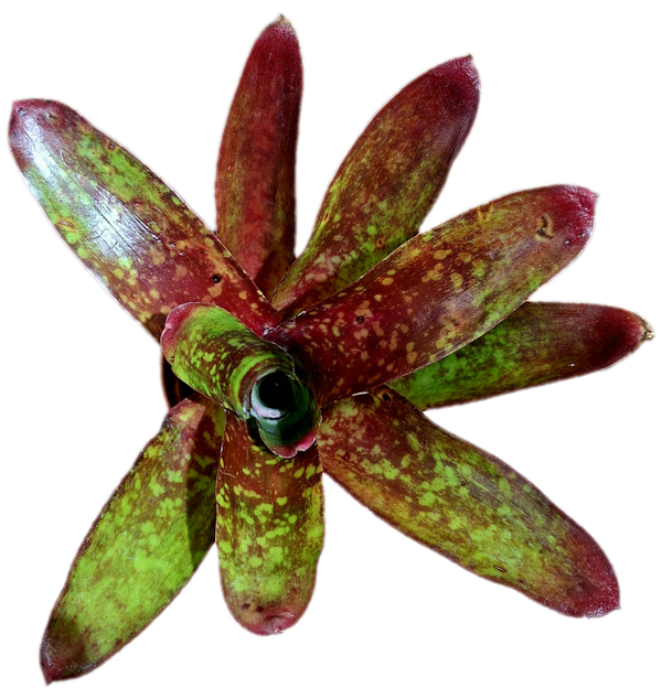 Neoregelia Inca