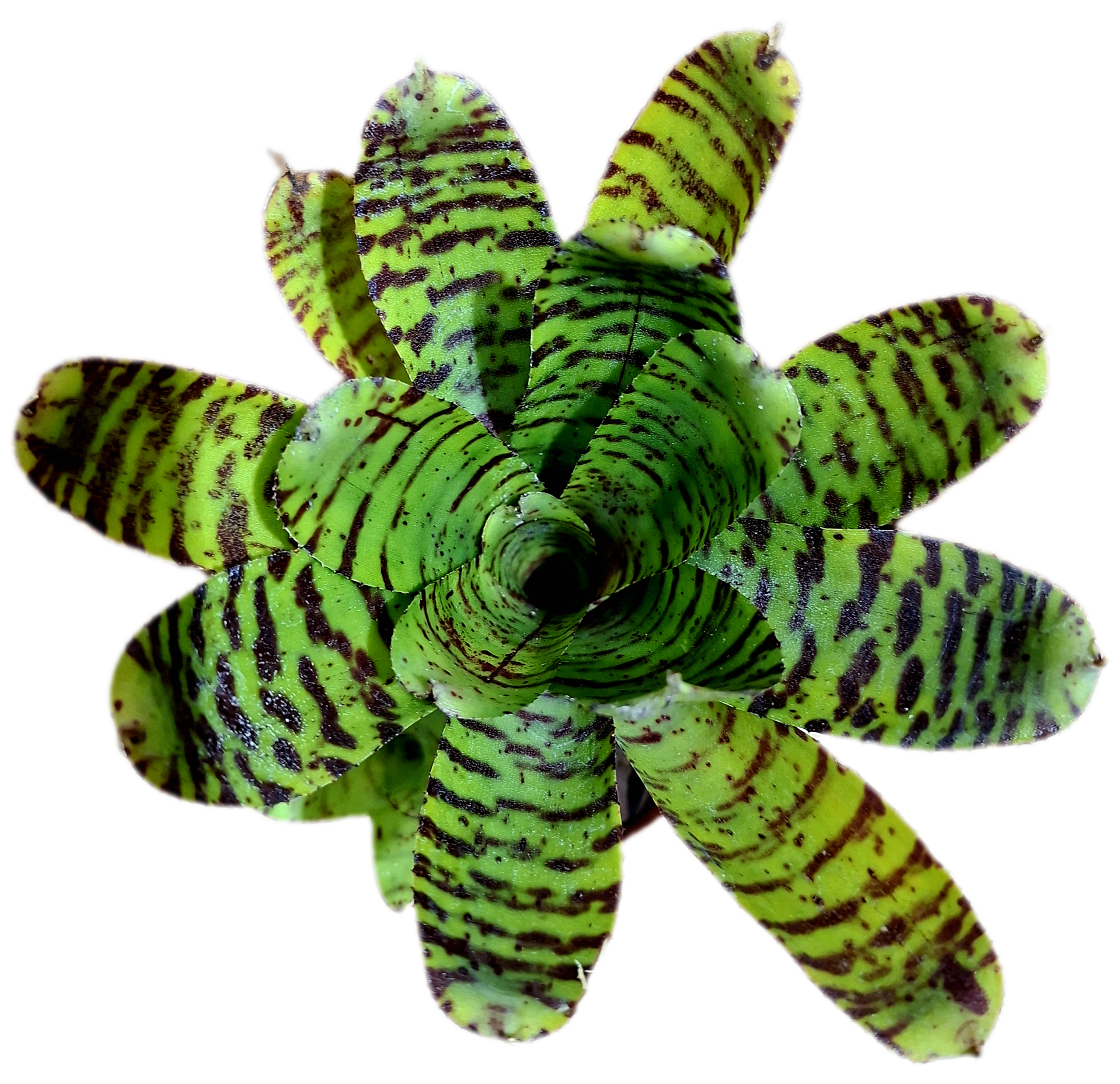 Neoregelia Bumblebee