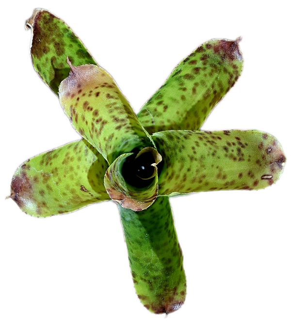 Neoregelia Cheers