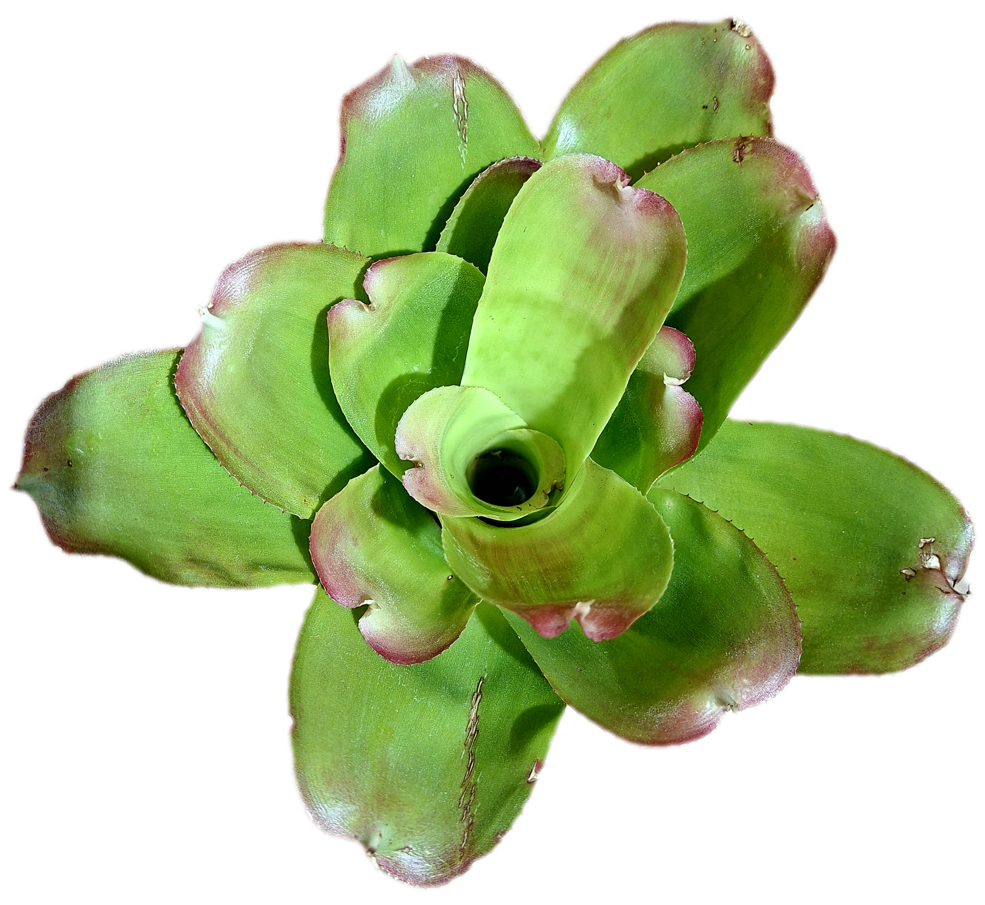 Neoregelia Compact Hybrid