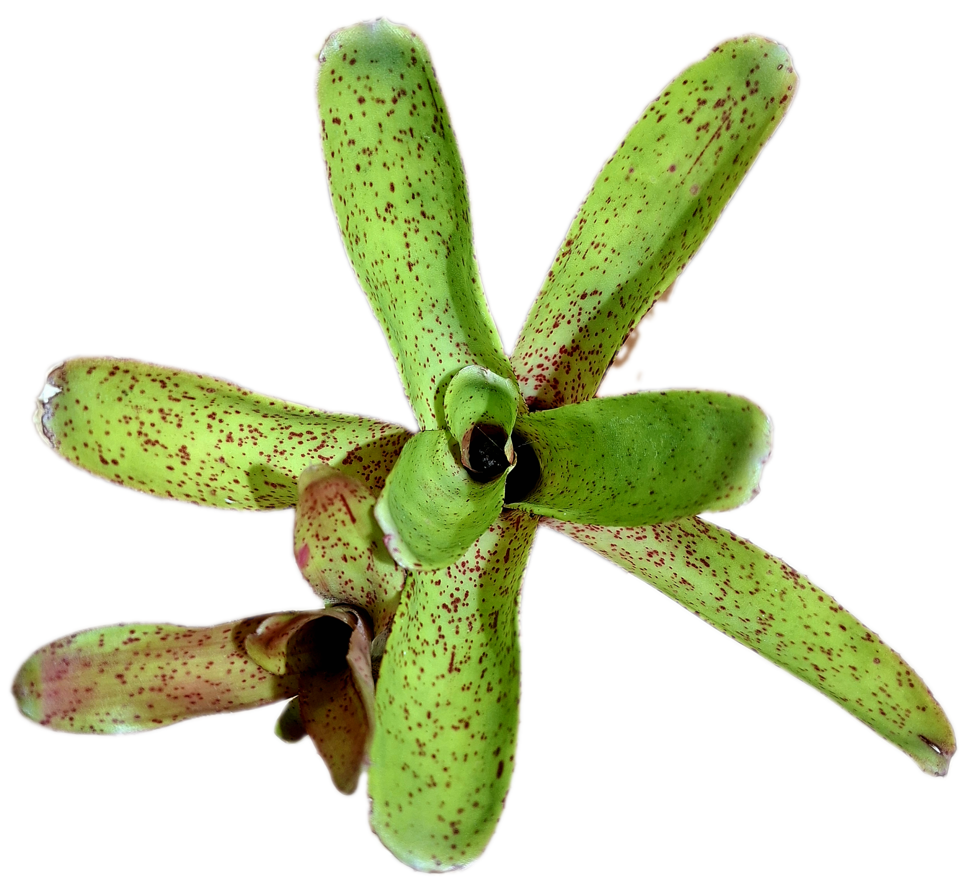 Neoregelia Paper Mint