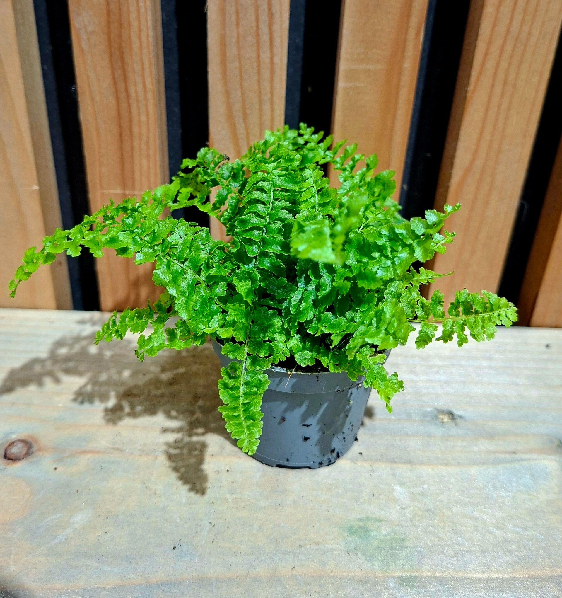 Nephrolepis Exaltata