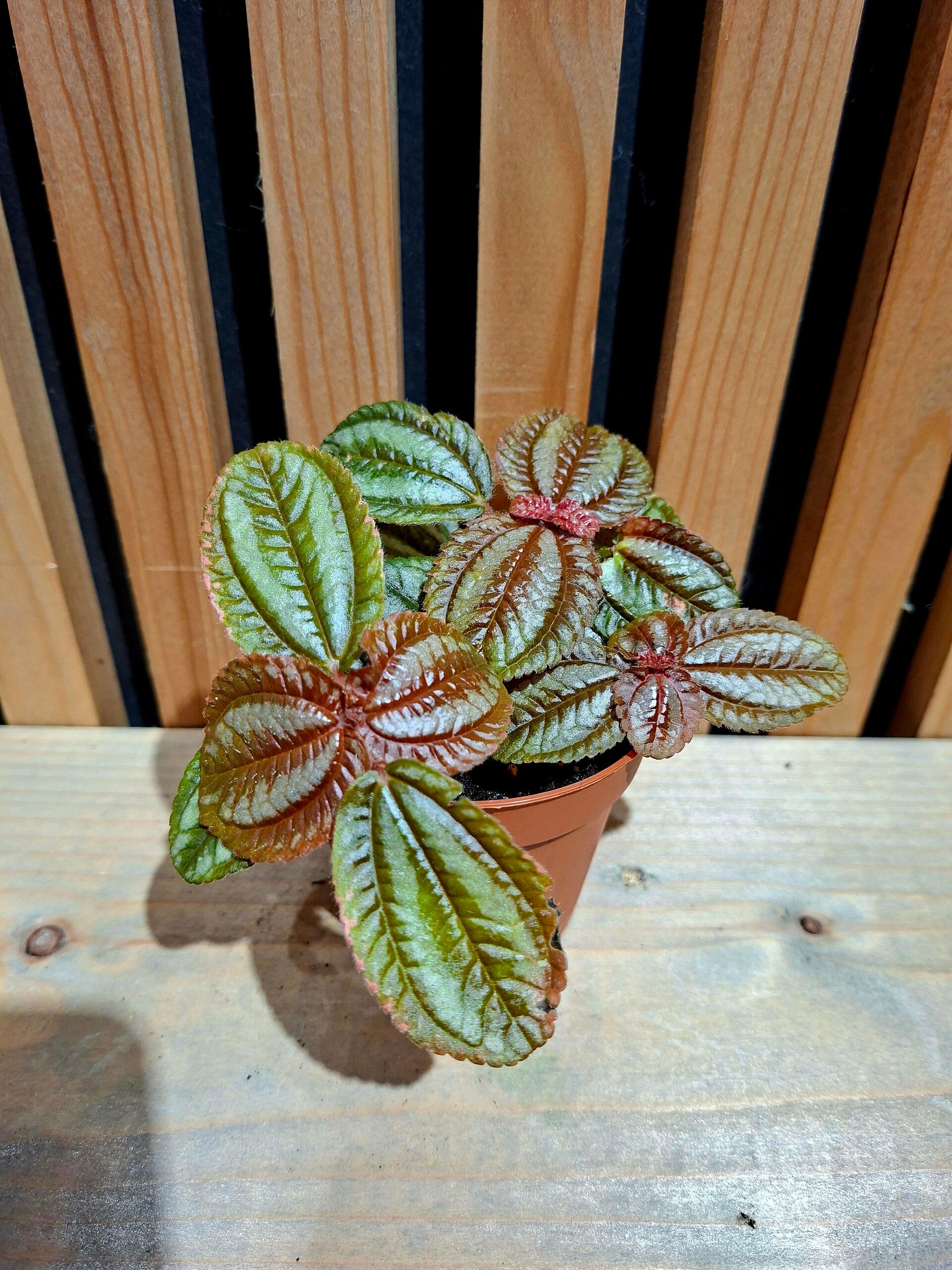 Pilea Involucrata