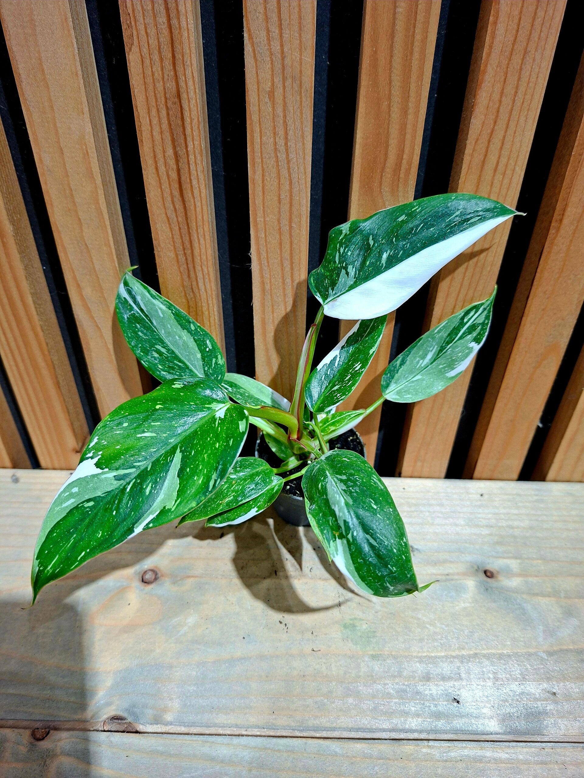 Philodendron White Princes