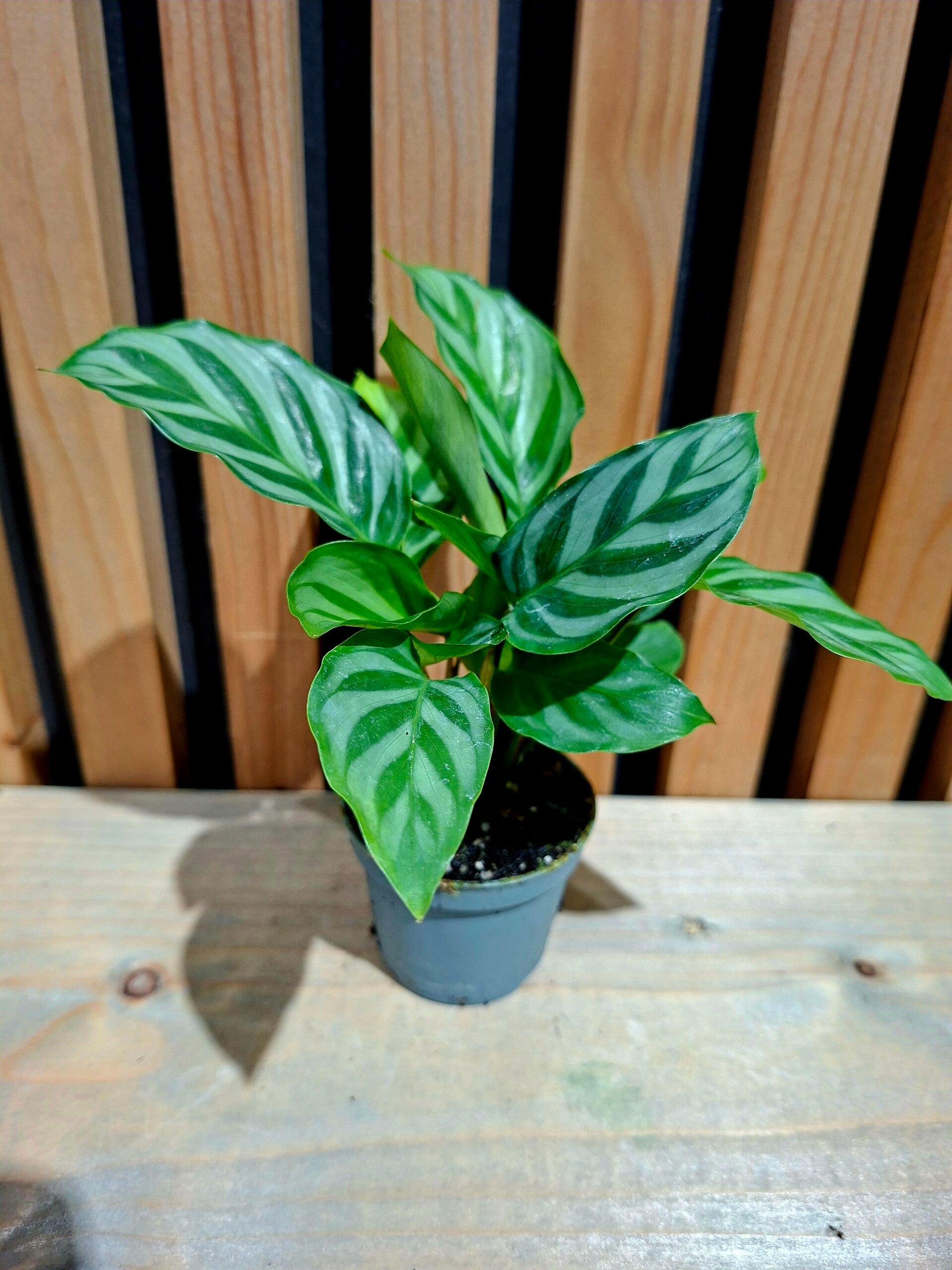 Calathea Freddy