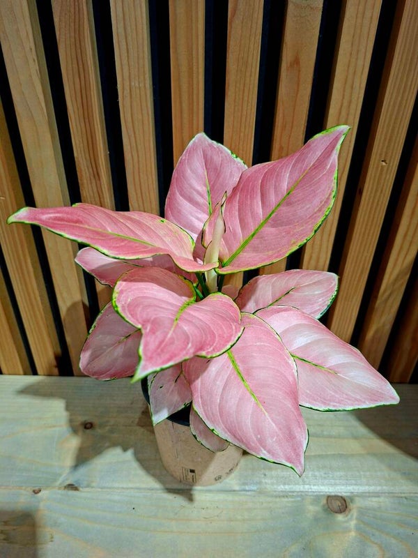 Aglaonema Red Zircon