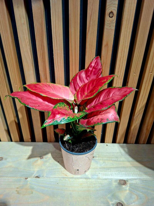 Aglaonema Red Joy