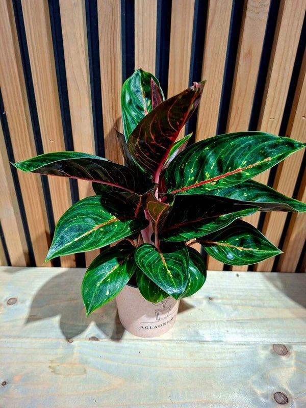 Aglaonema Red Emerald