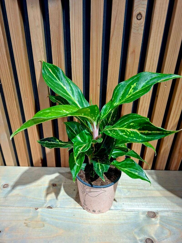 Aglaonema Coco Green