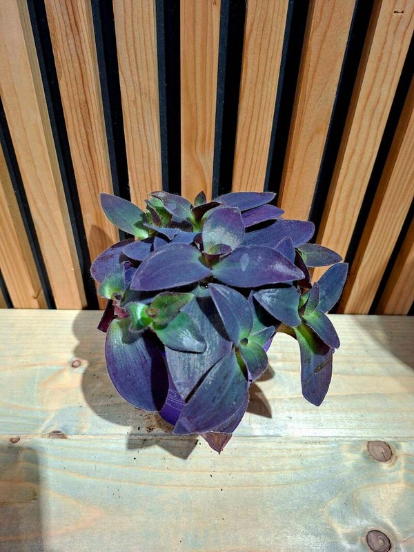 Tradescantia Pallida Purple Heart