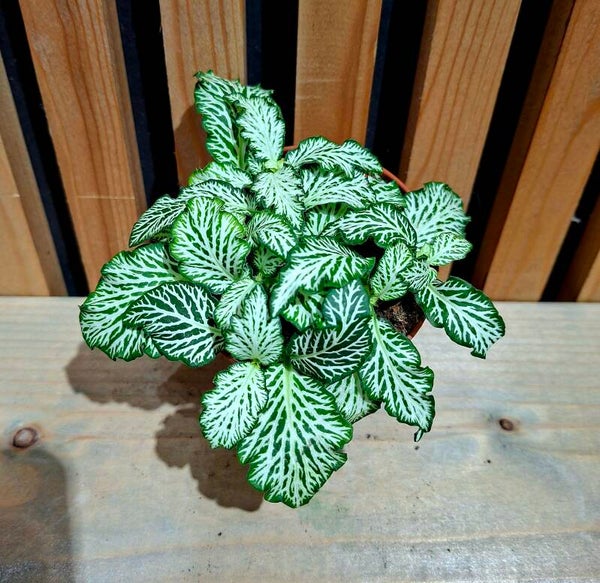 Fittonia Wit