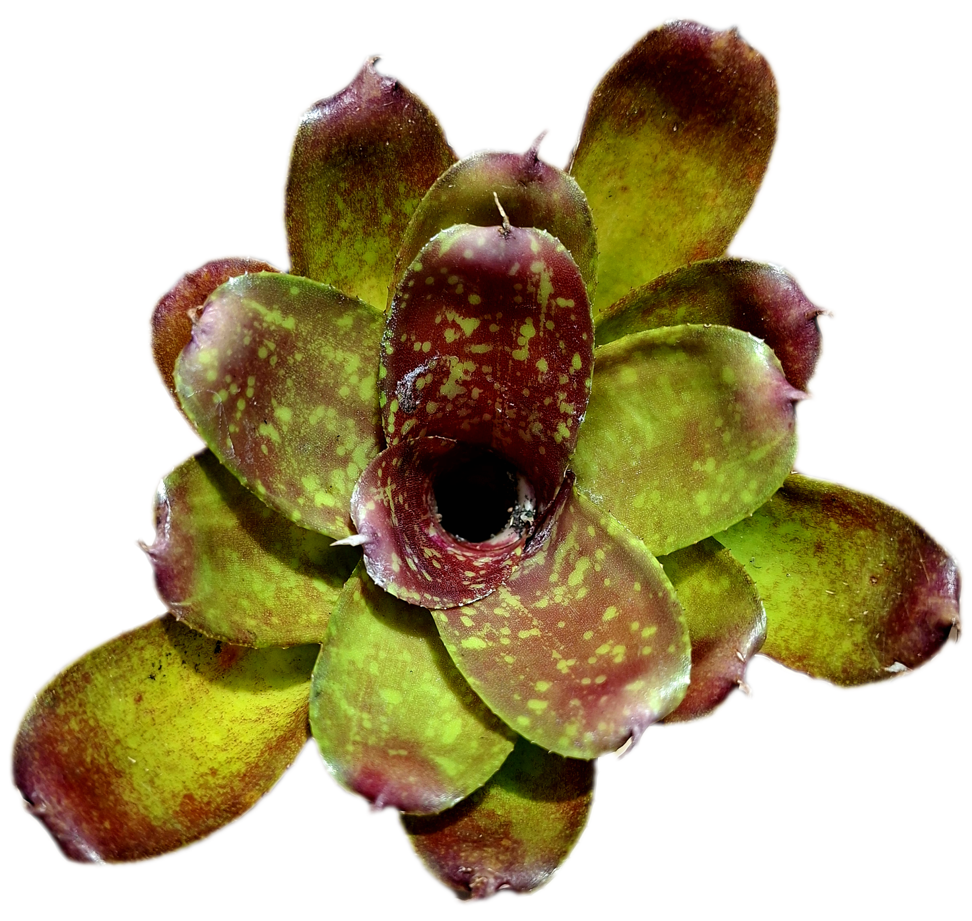 Neoregelia Janet Sue