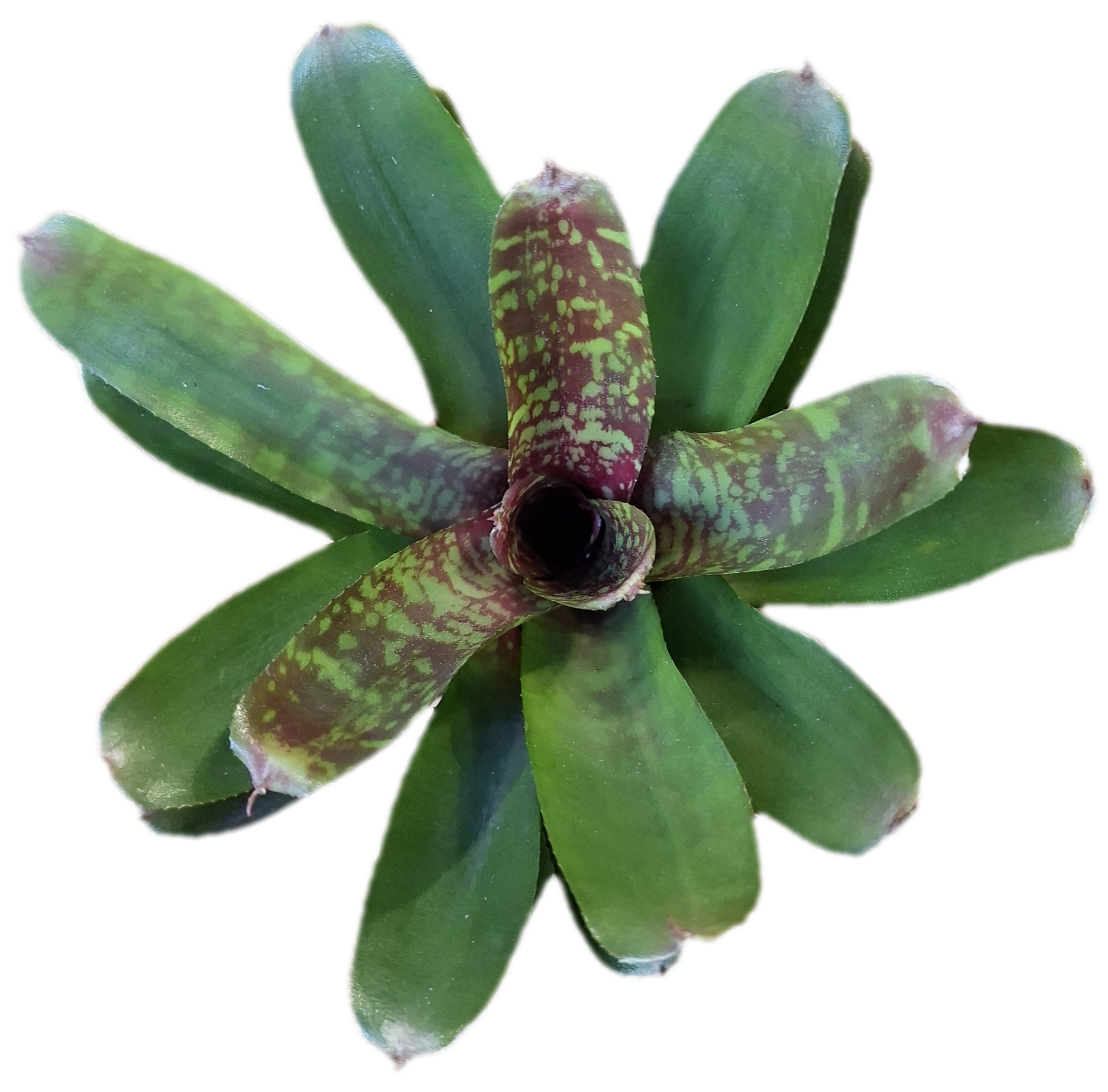 Neoregelia Wild Tiger
