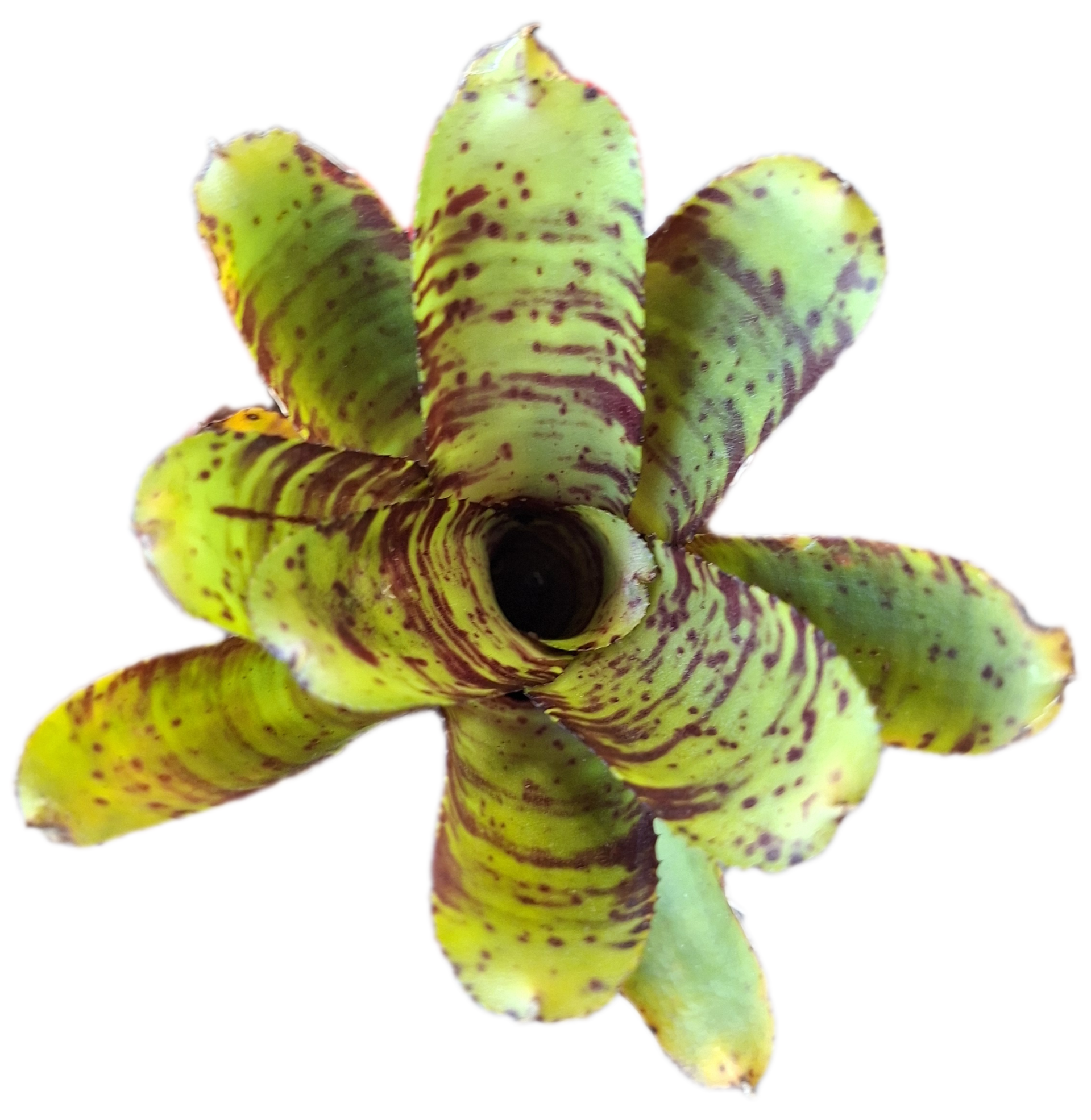 Neoregelia Alley Cat