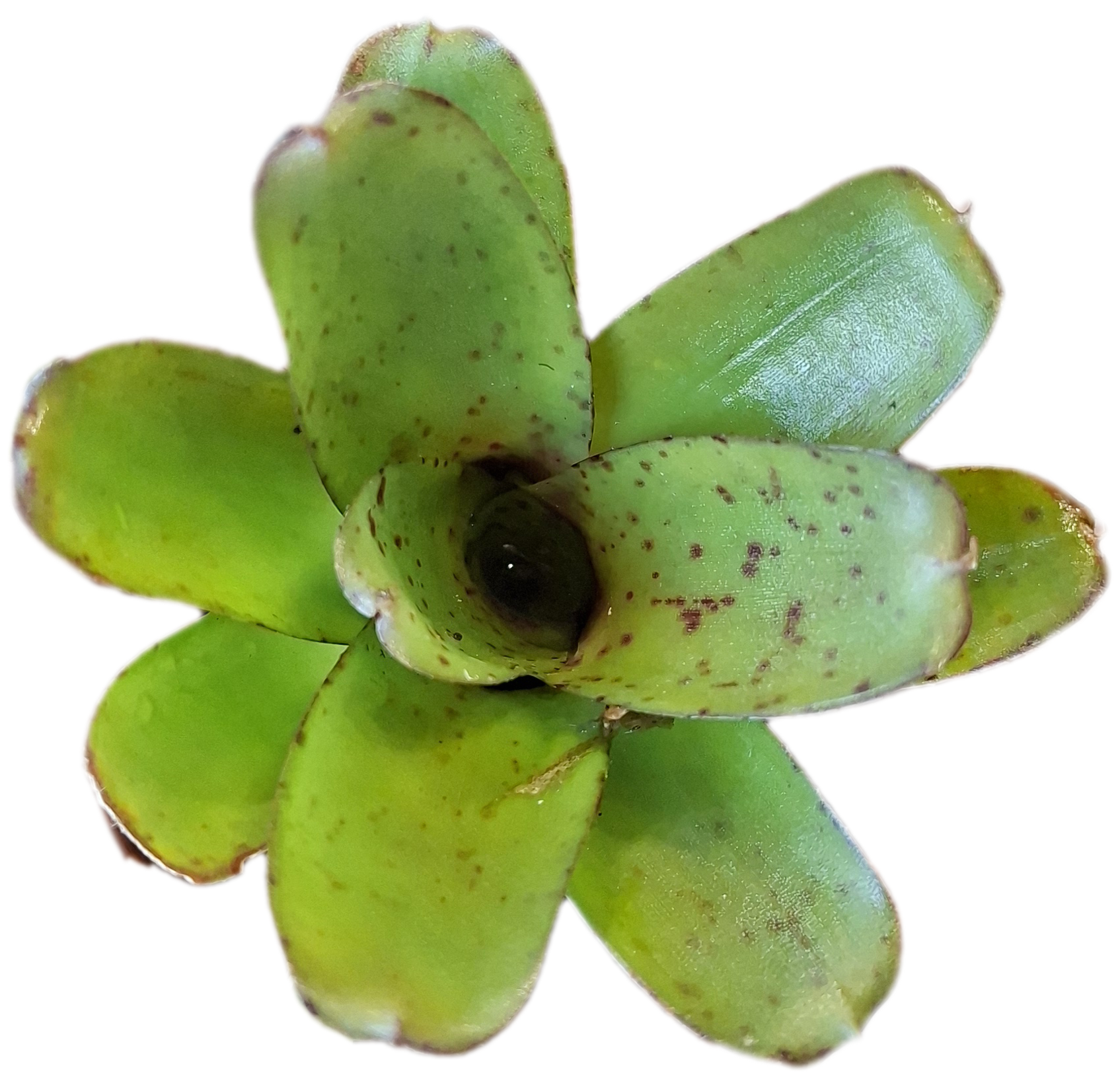 Neoregelia Chiquita Linda