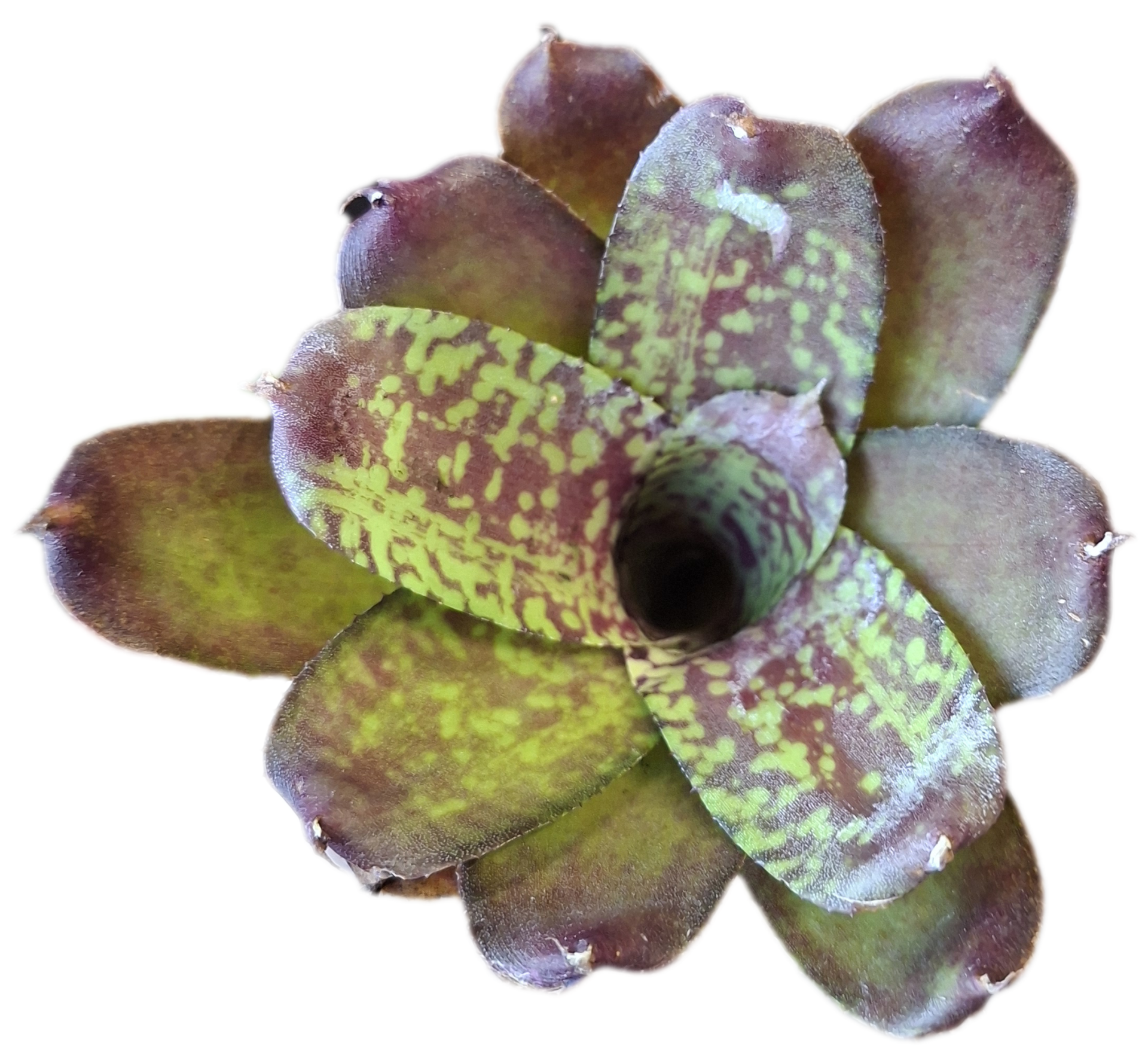 Neoregelia Daydreamer