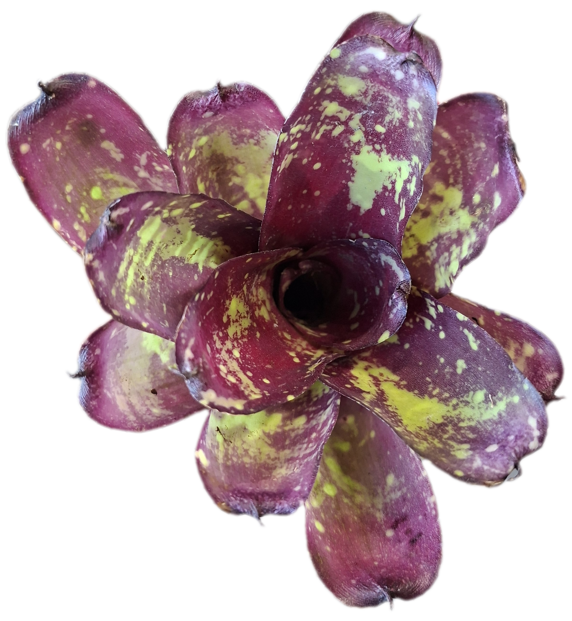 Neoregelia Inca Fire