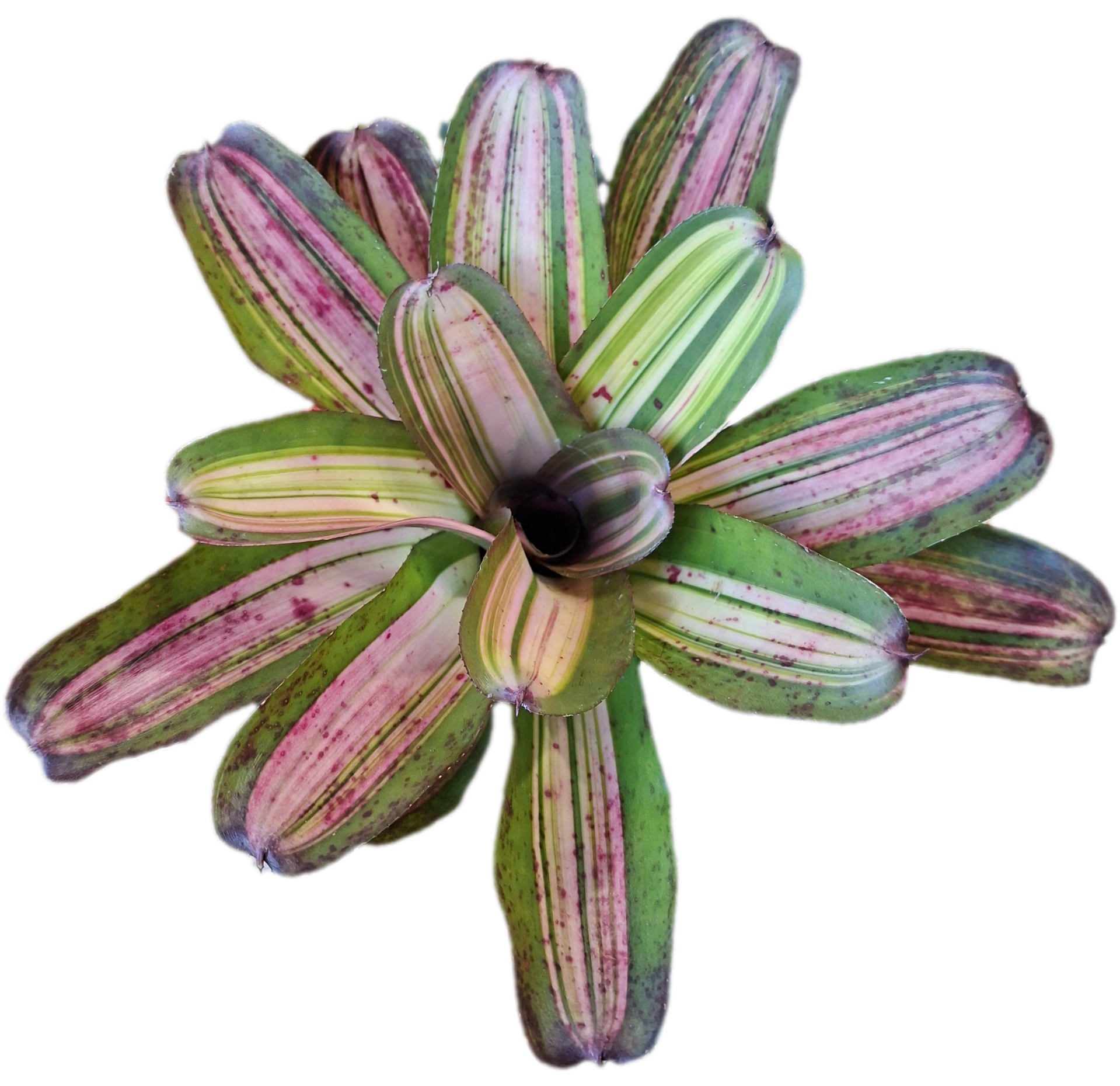 Neoregelia Baby Girl