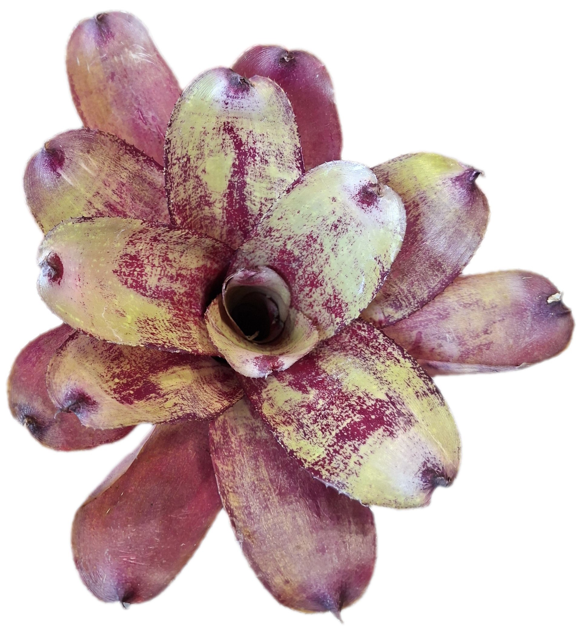 Neoregelia Pattaya Hybrid