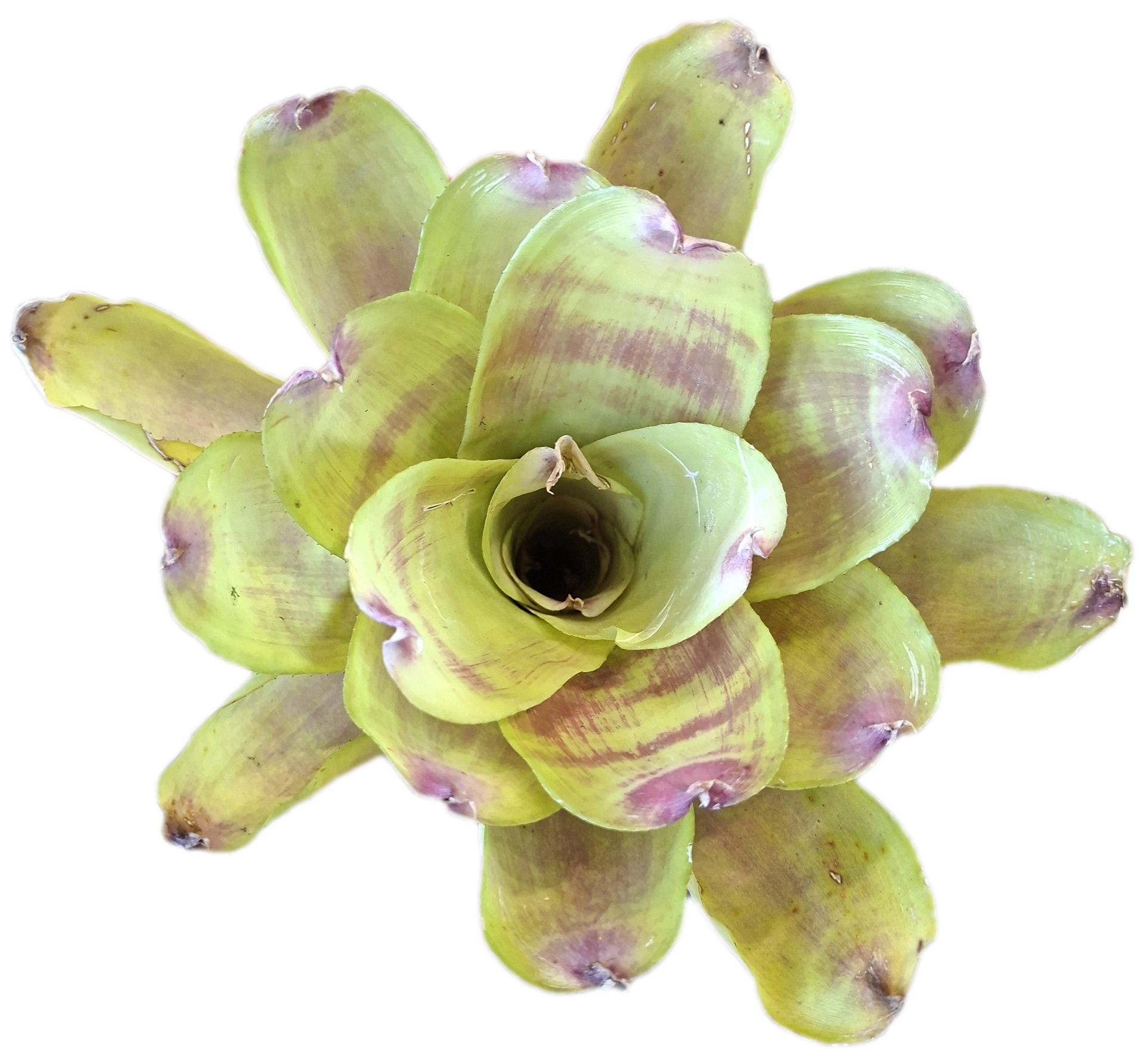 Neoregelia Sunday Picnic