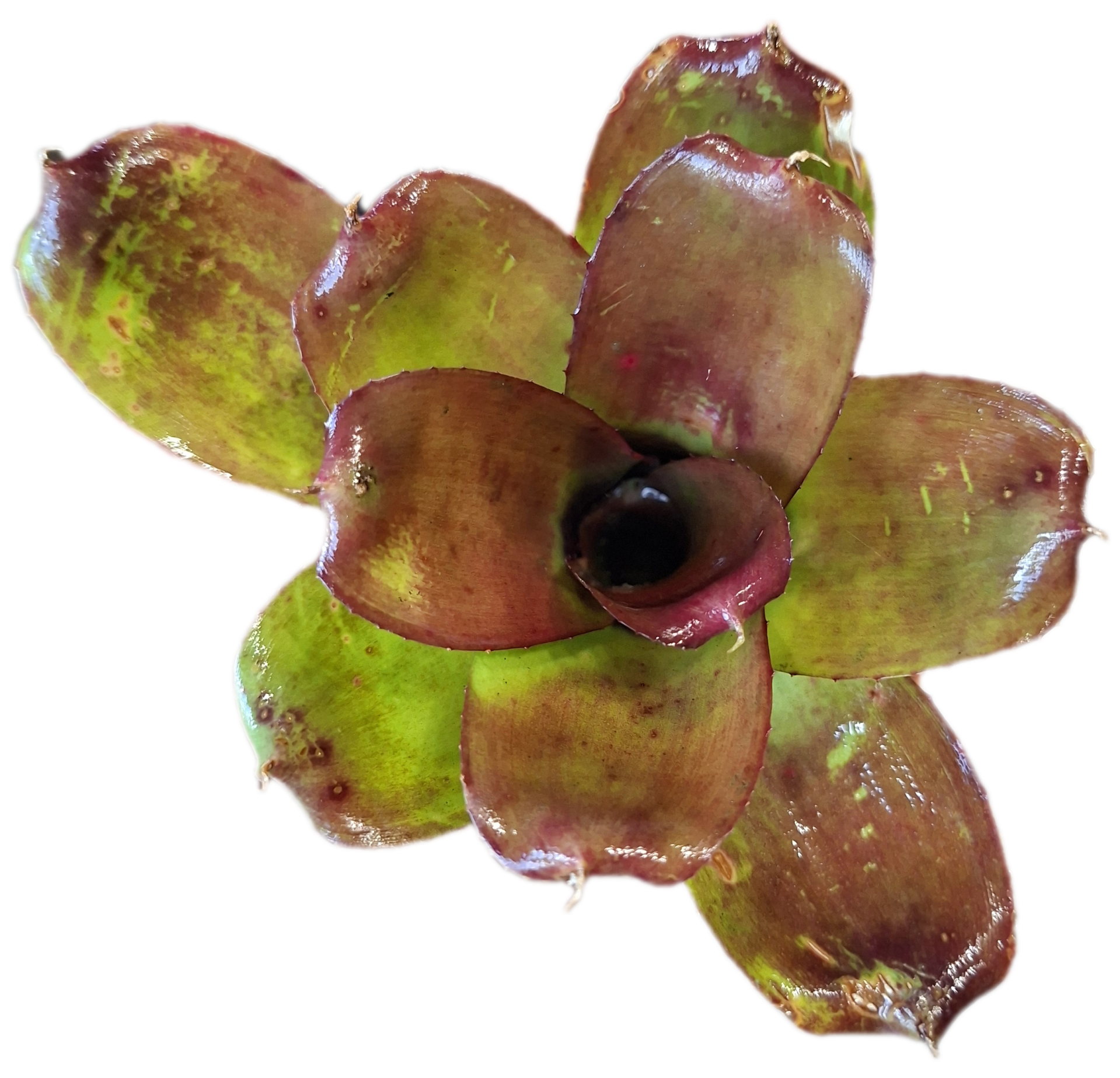 Neoregelia Black Ball