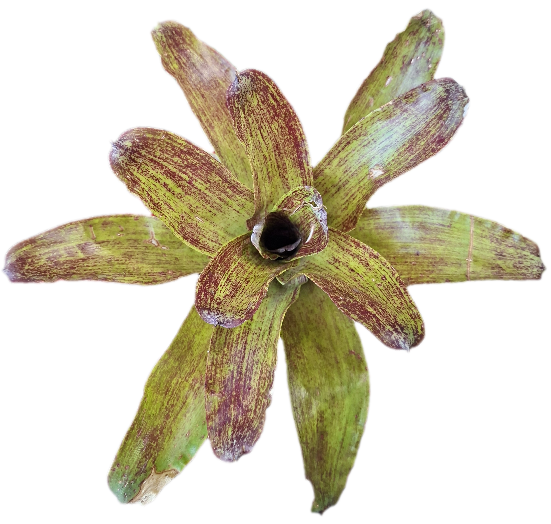 Neoregelia Fool`s Gold Hybrid