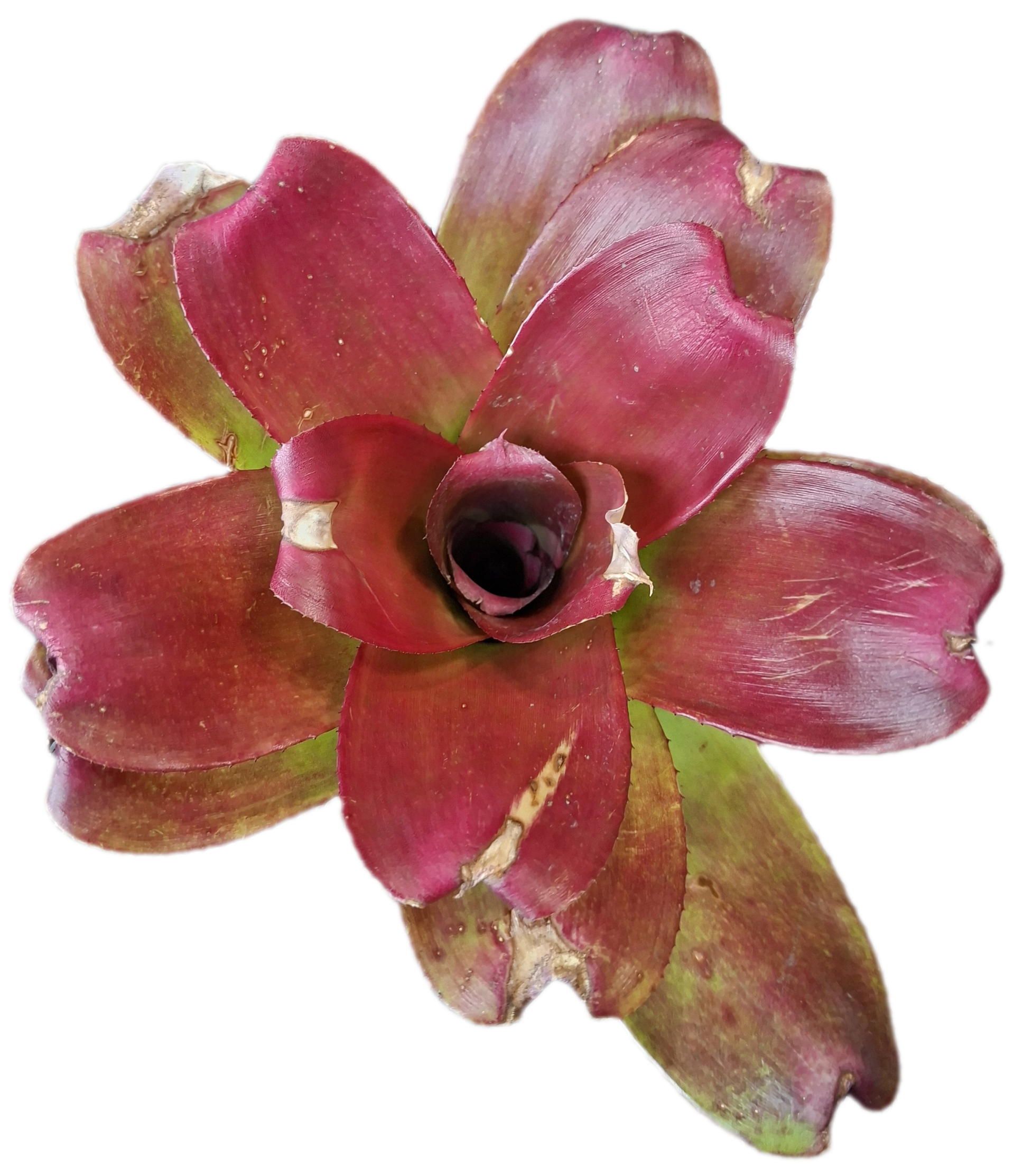 Neoregelia J.S Red #7