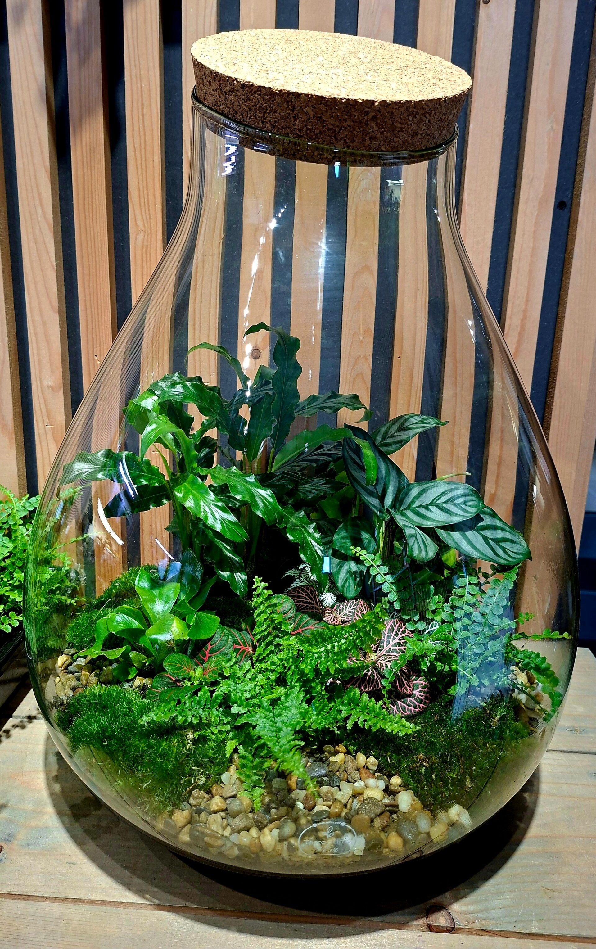 Terrarium Drop (XL)