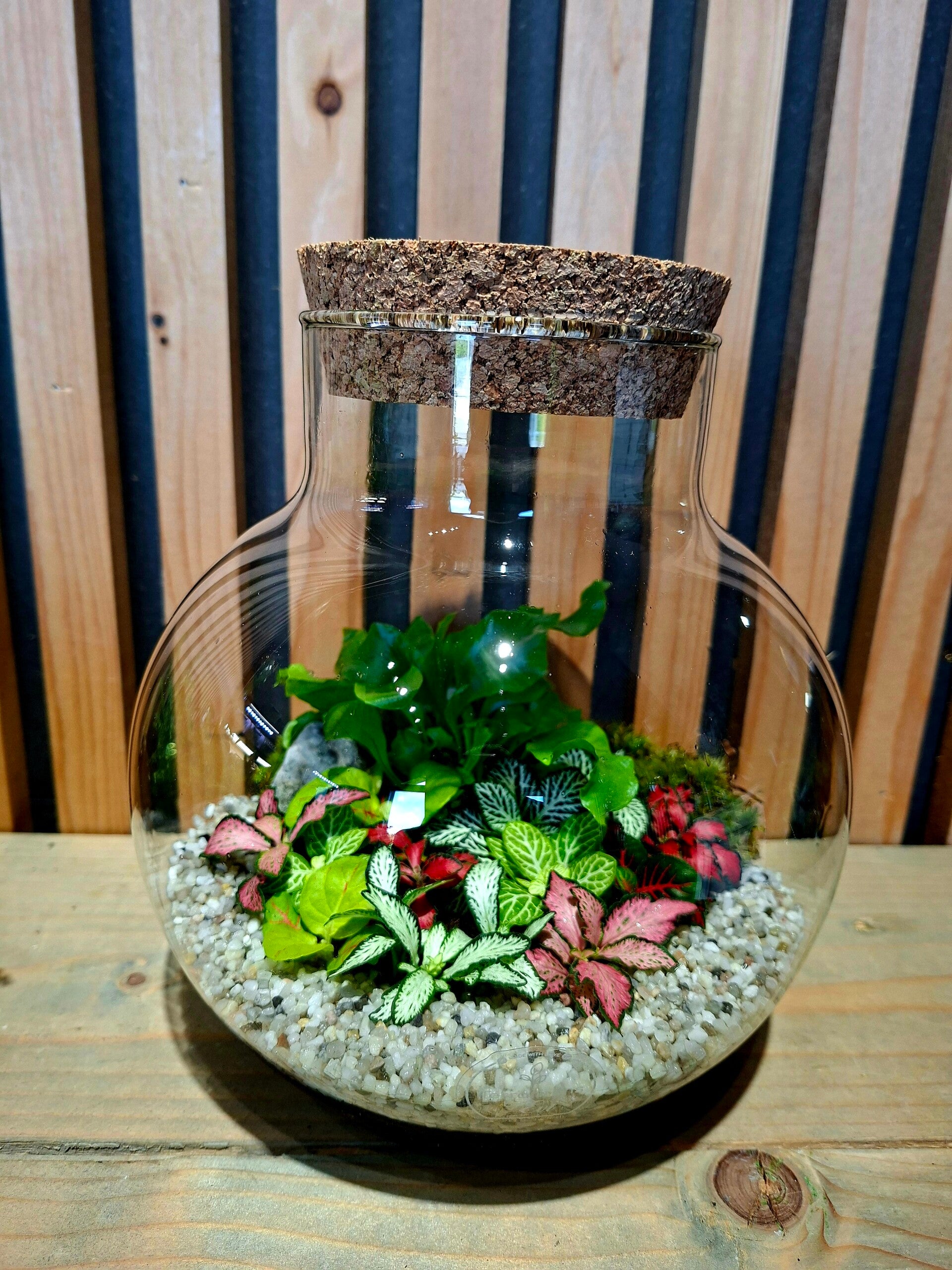 Terrarium Damon (smal)