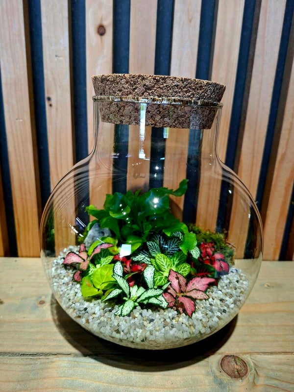 Terrarium Damon (smal)