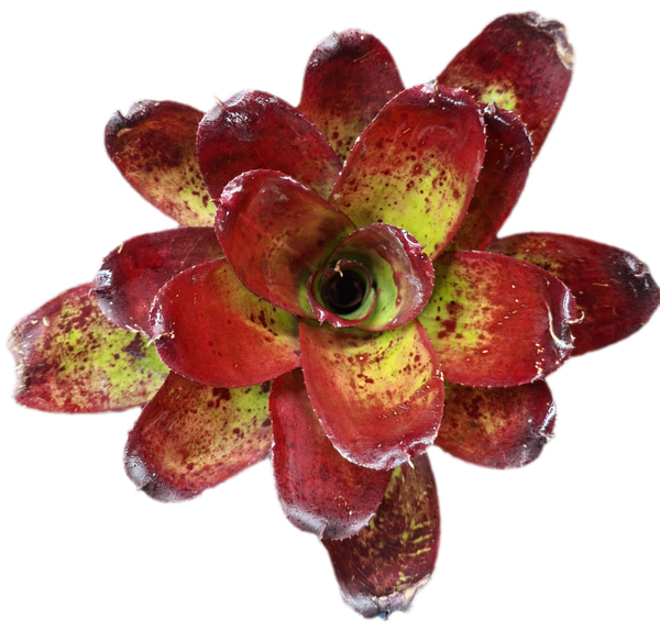 Neoregelia Casoba
