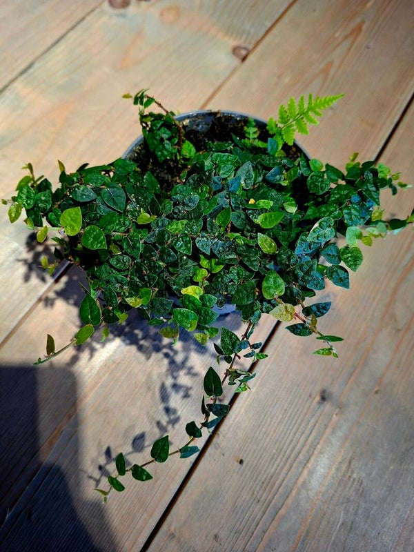 Ficus Pumilia Minima