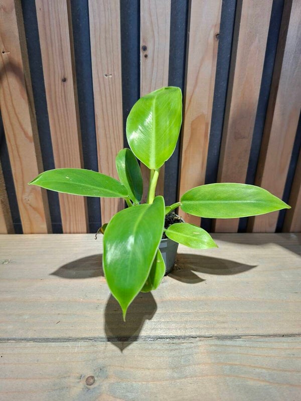 Philodendron Moonlight