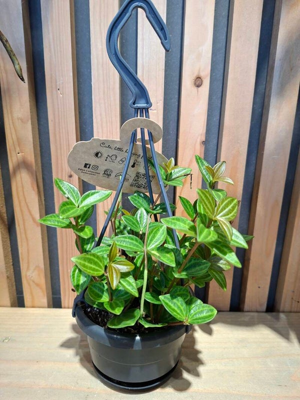 Peperomia Angulata Vivace