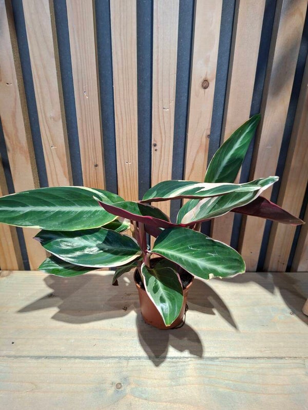 Calathea Triostar
