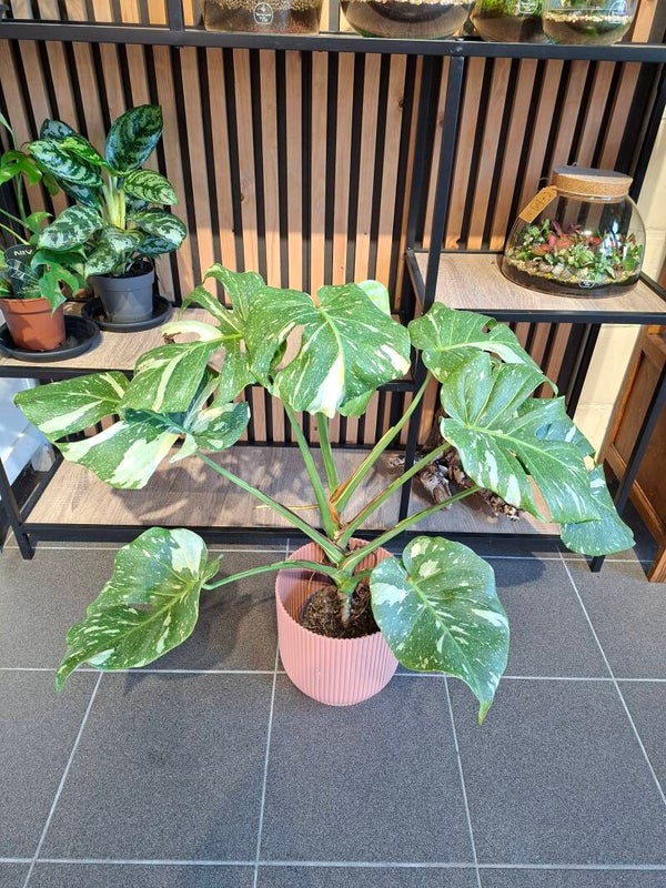 Monstera Thai Collection
