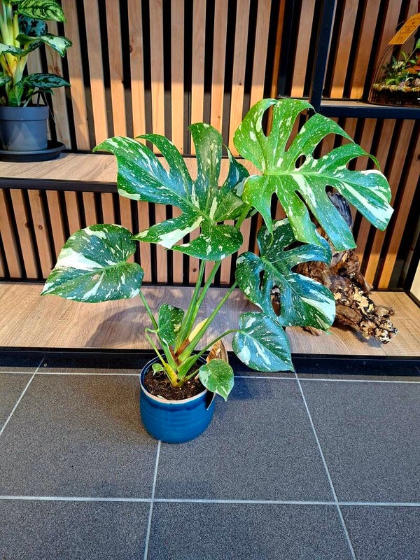 Monstera Thai Collection